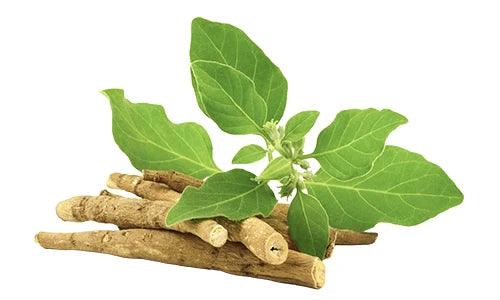 Ashwagandha: The Ultimate Adaptogen For Stress Relief And Wellness